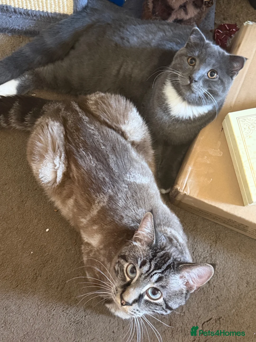 Scottish Fold cats for sale: MALE SCOTTISH FOLD KITTEN  - Advert 2