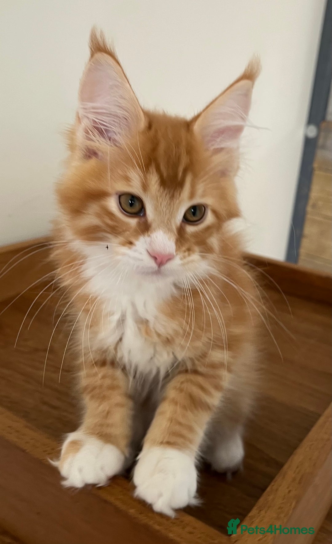 Maine Coon cats for sale: GCCF pedigree female Maine Coon kitten - Image 2