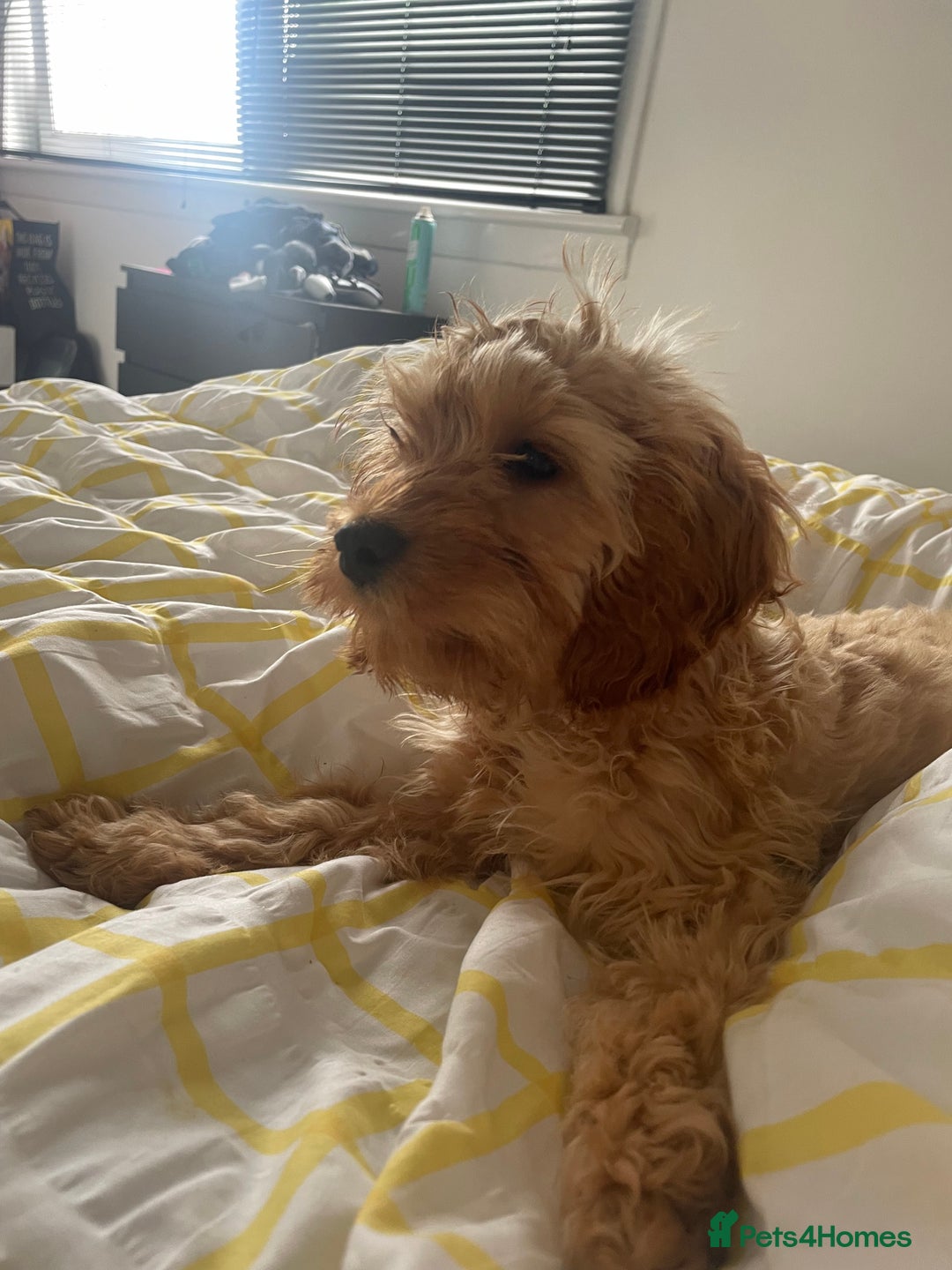 Cockapoo dogs for sale: Dog needs a forever home  - Image 2