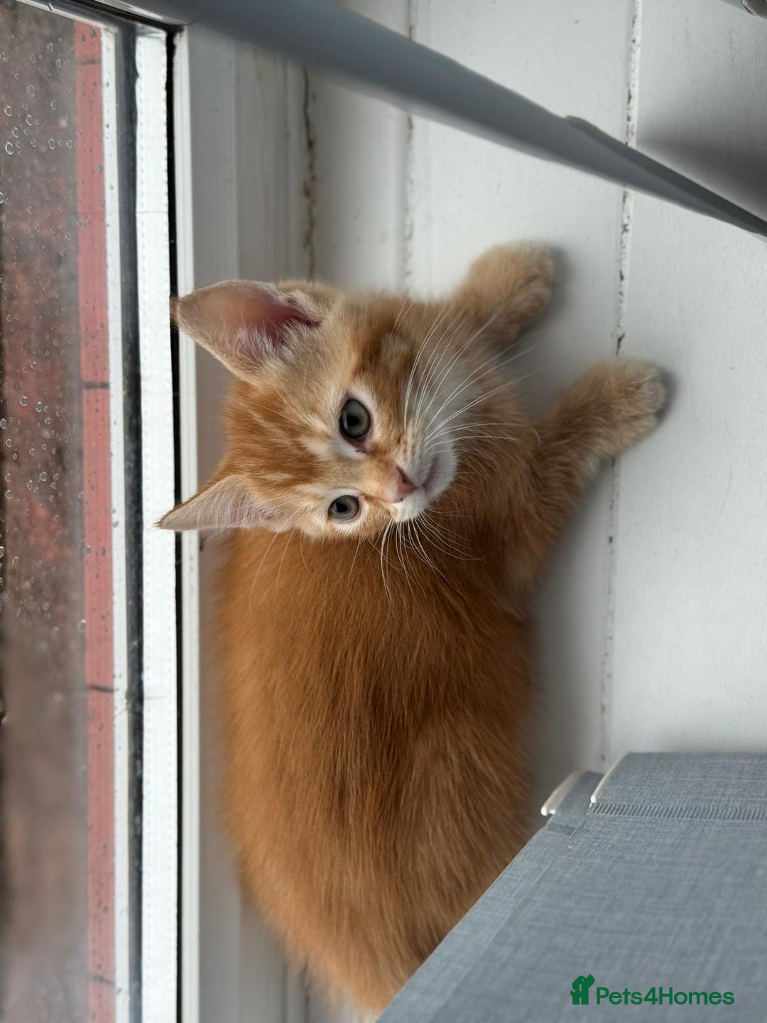 Mixed Breed cats for sale: 5 beautiful 11week old kittens for sale - Advert 10