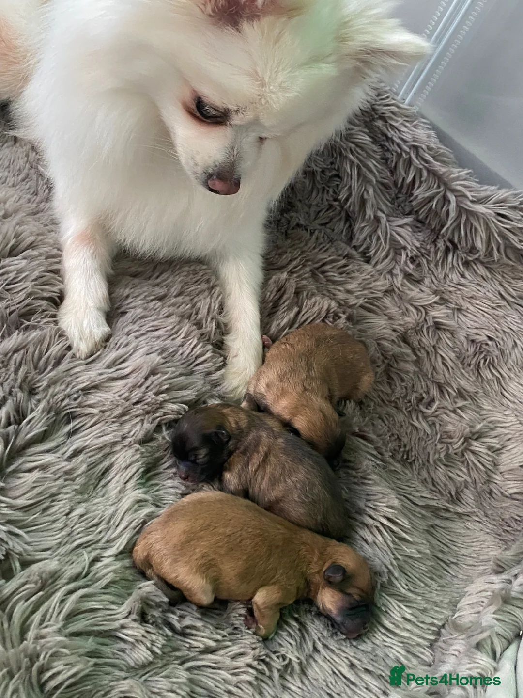 Japanese Spitz dogs for sale: Pomeranian spitz  in Glasgow - Advert 8