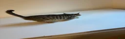 Mixed Breed cats for sale: 9 Adorable Mixed-Breed Kittens for Sale – £90  - Advert 38