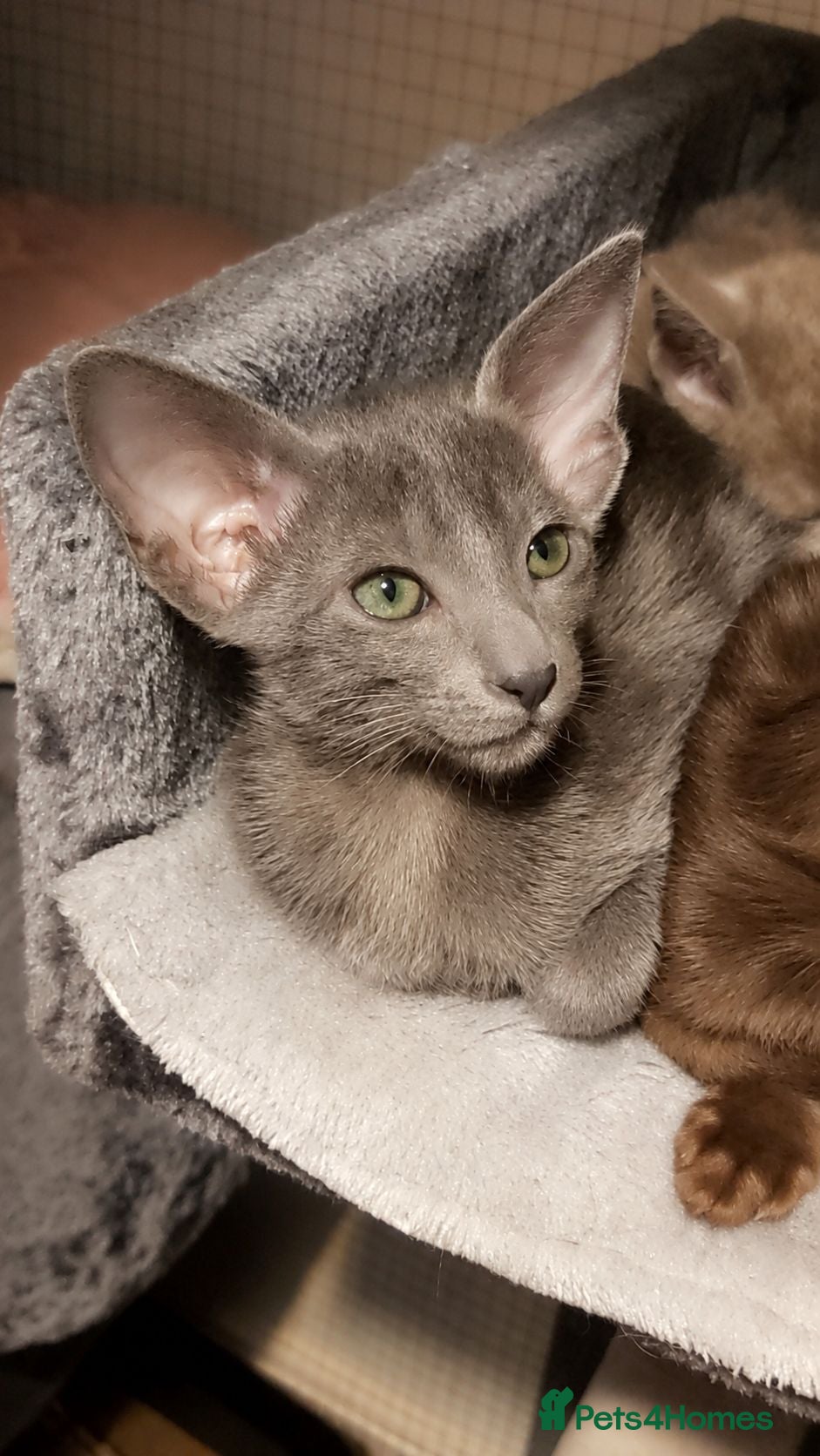 Oriental cats FULL Pedigree Oriental XL size ears GCCF - Advert 23
