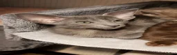 Oriental cats for sale: FULL Pedigree Oriental XL size ears GCCF - Advert 24