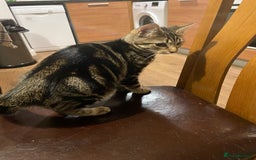 Domestic Shorthair cats for sale: Gorgeous tabby kitten  - Image 6