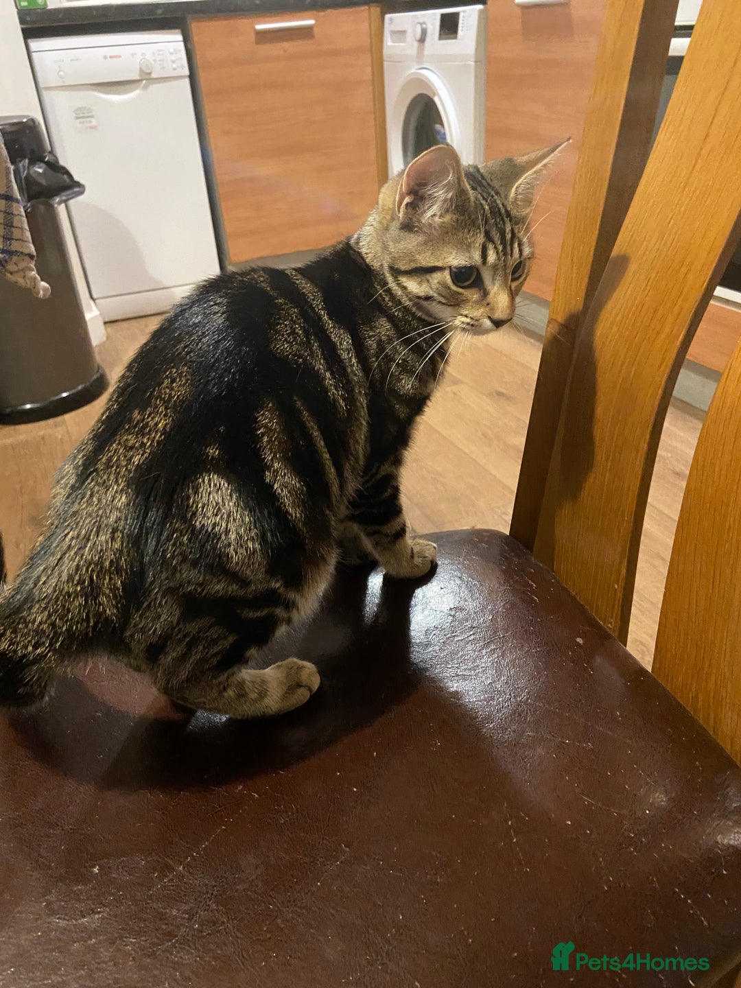 Domestic Shorthair cats for sale: Gorgeous tabby kitten  - Image 6
