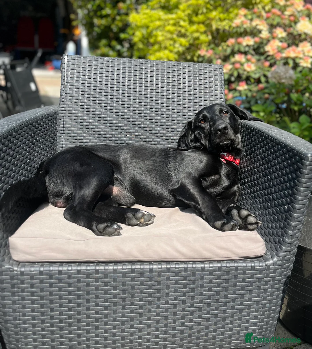 Mixed Breed dogs for sale: Otis - 1 year old Bassador male  in Bolton - Advert 1