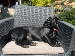 Mixed Breed dogs Otis - 1 year old Bassador male in Bolton - Advert 3