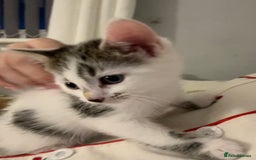 Mixed Breed cats for sale: 2 Female Kittens - Image 4