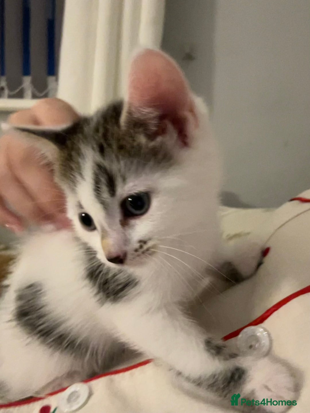 Mixed Breed cats for sale: 2 Female Kittens - Image 4