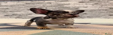 French Bulldog Puppy 4
