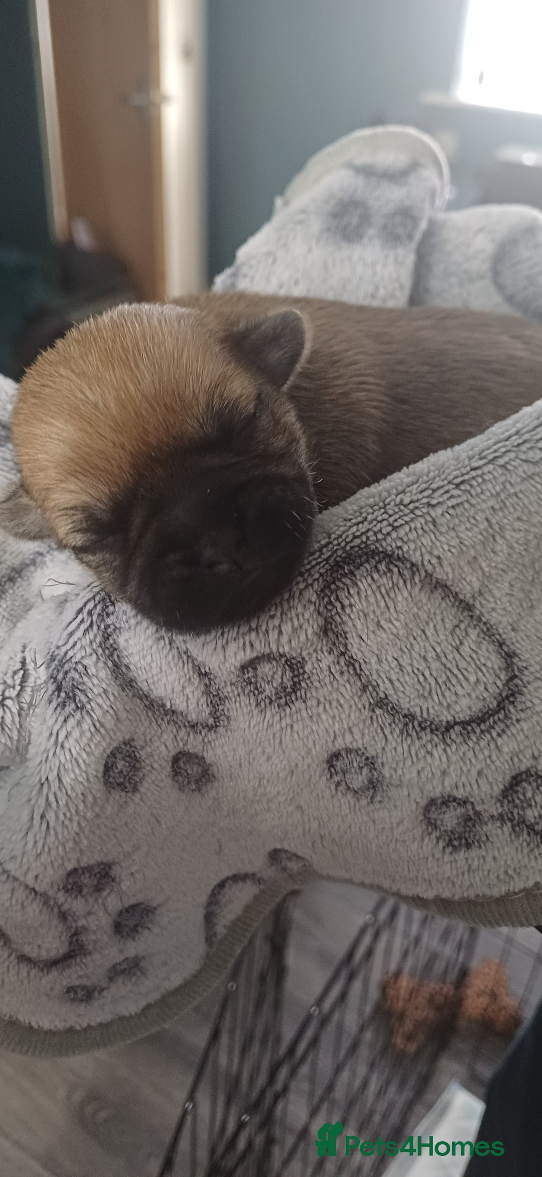 Shih Tzu dogs for sale: Beautiful colours Shihtzu puppies - Image 18