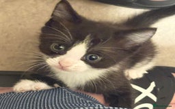 Mixed Breed cats for sale: 3 beautiful black and white kittens  - Image 16