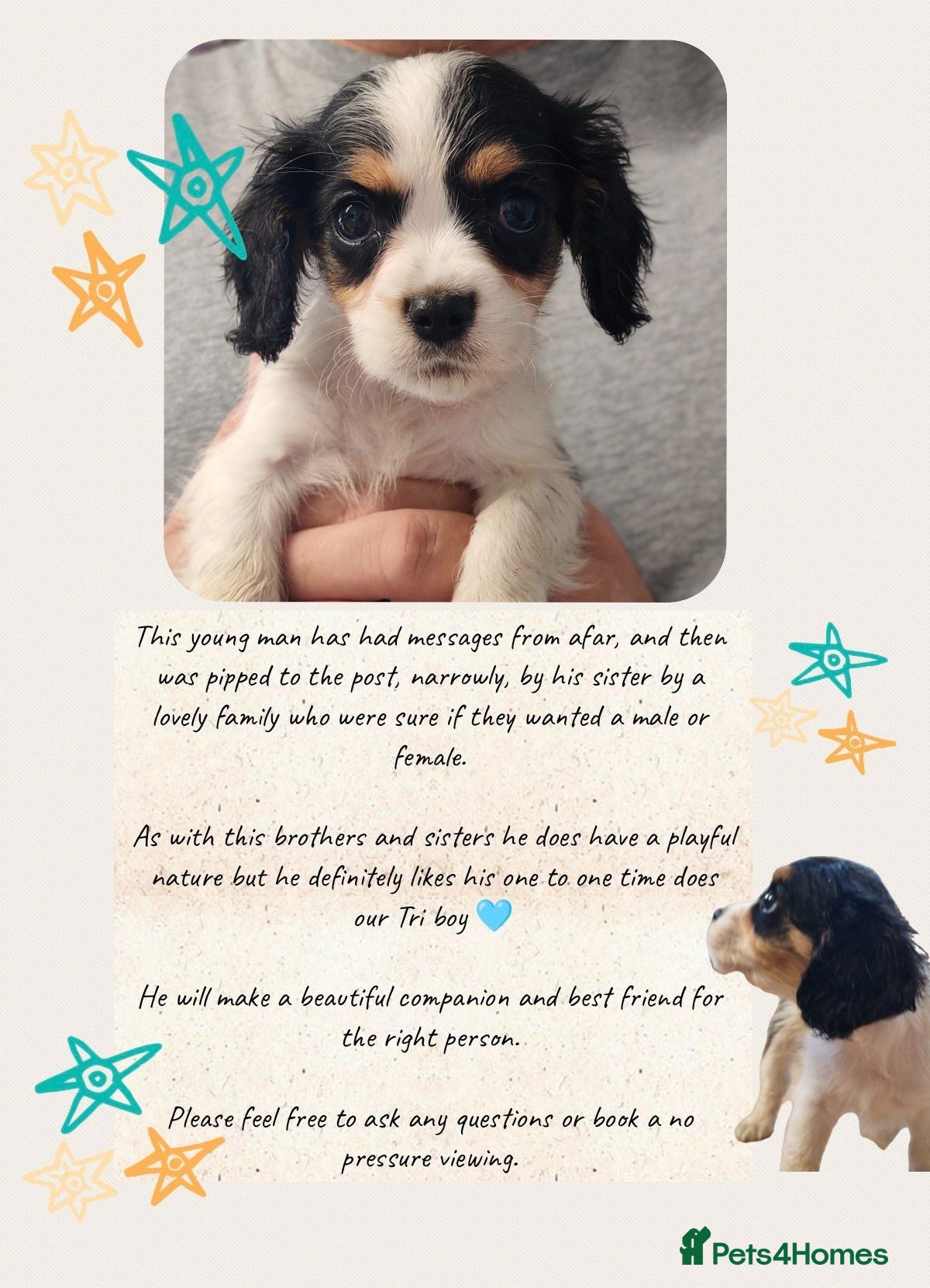 Mixed Breed dogs  Last 2 Ready this week !! Cavalier Mix Breed pups - Advert 2