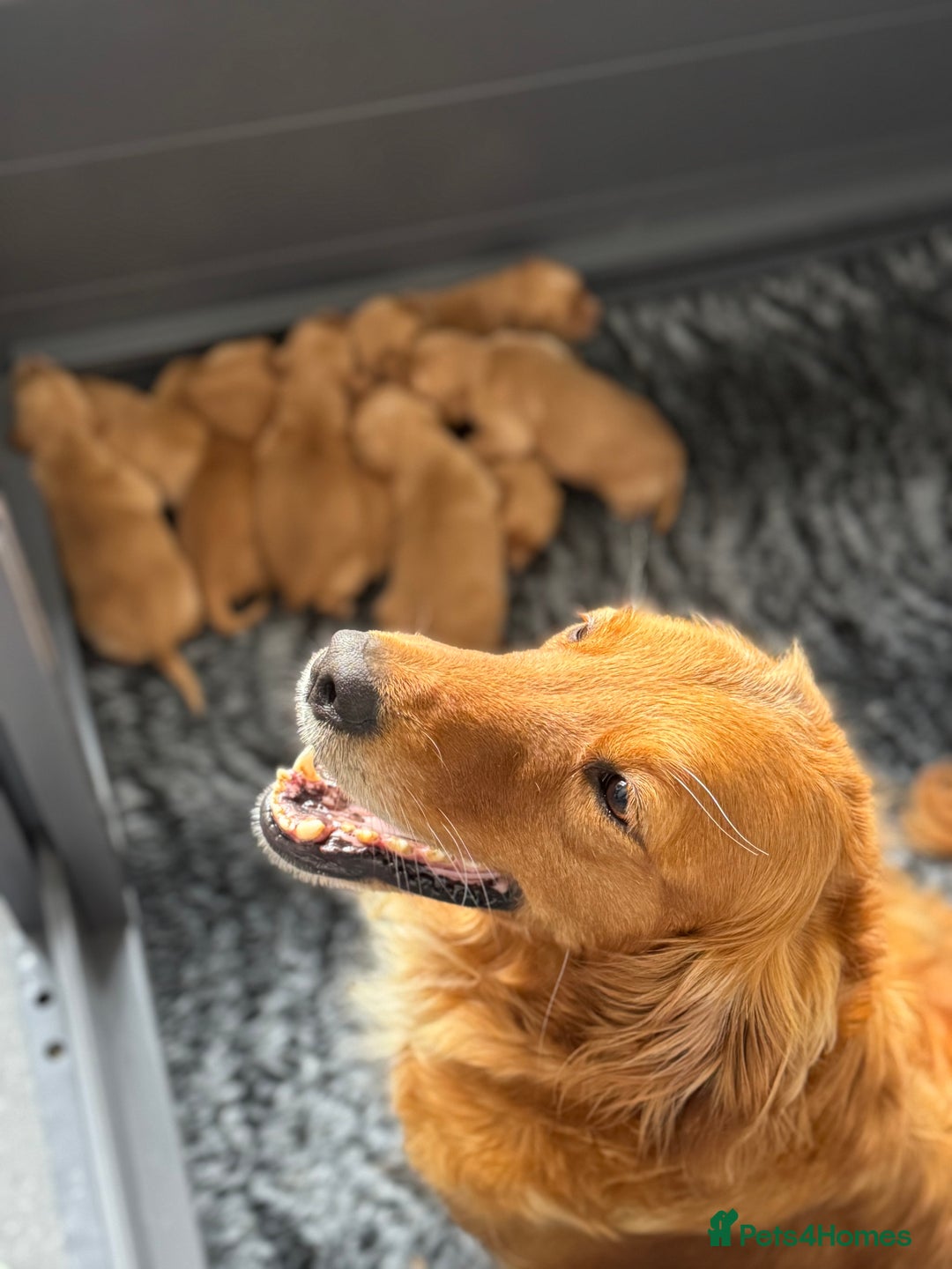 Golden Retriever dogs for sale: Stunning Red Puppies Health Tested Parents  - Image 2