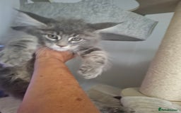 Maine Coon cats for sale: Xxl pure mainecoons  - Image 9