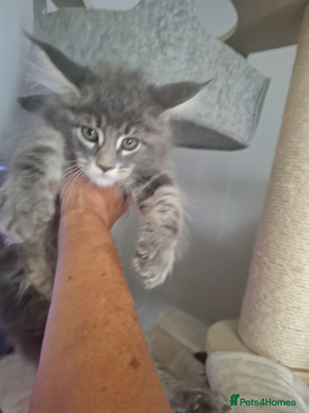 Maine Coon cats for sale: Xxl pure mainecoons  - Image 9