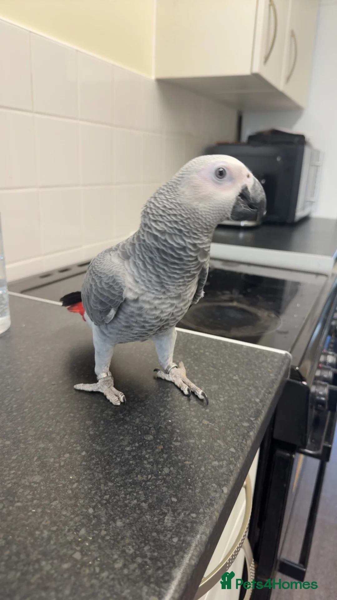 Parrots birds for sale: 6 month old African grey parrot  - Advert 2