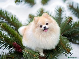Pomeranian dogs Stunning, Proven KC reg Pomeranian Stud in Stockton-on-Tees - Advert 18