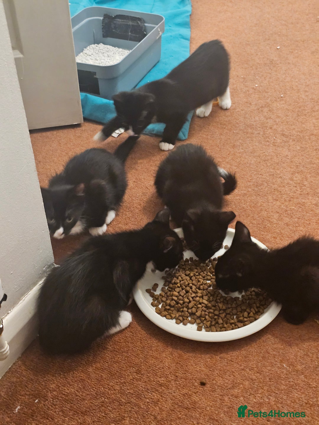 Mixed Breed cats for sale: 3 month old mixed breed kittens – boys & girls - Advert 9