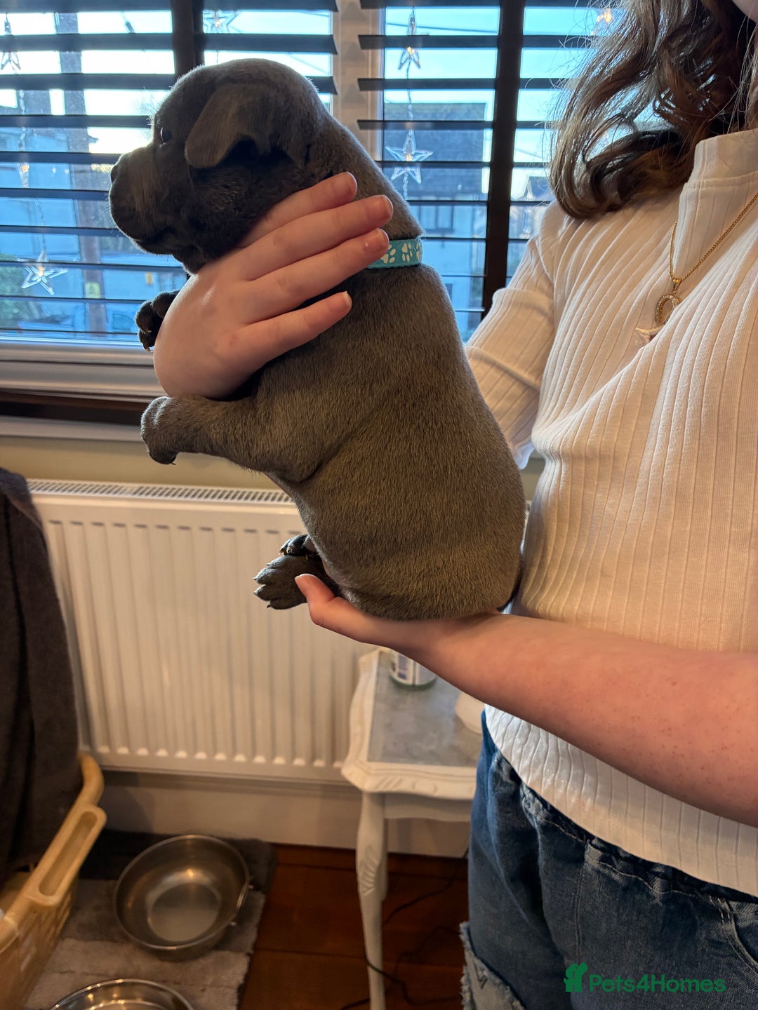 Staffordshire Bull Terrier dogs for sale: Pedigree Blue Staffordshire pups - Advert 9