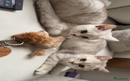 Scottish Fold cats for sale: Beautiful kittens looking for their forever home❤️ - Image 9