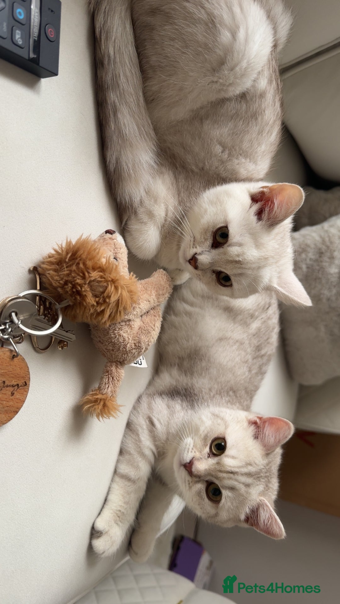 Scottish Fold cats for sale: Beautiful kittens looking for their forever home❤️ - Image 9