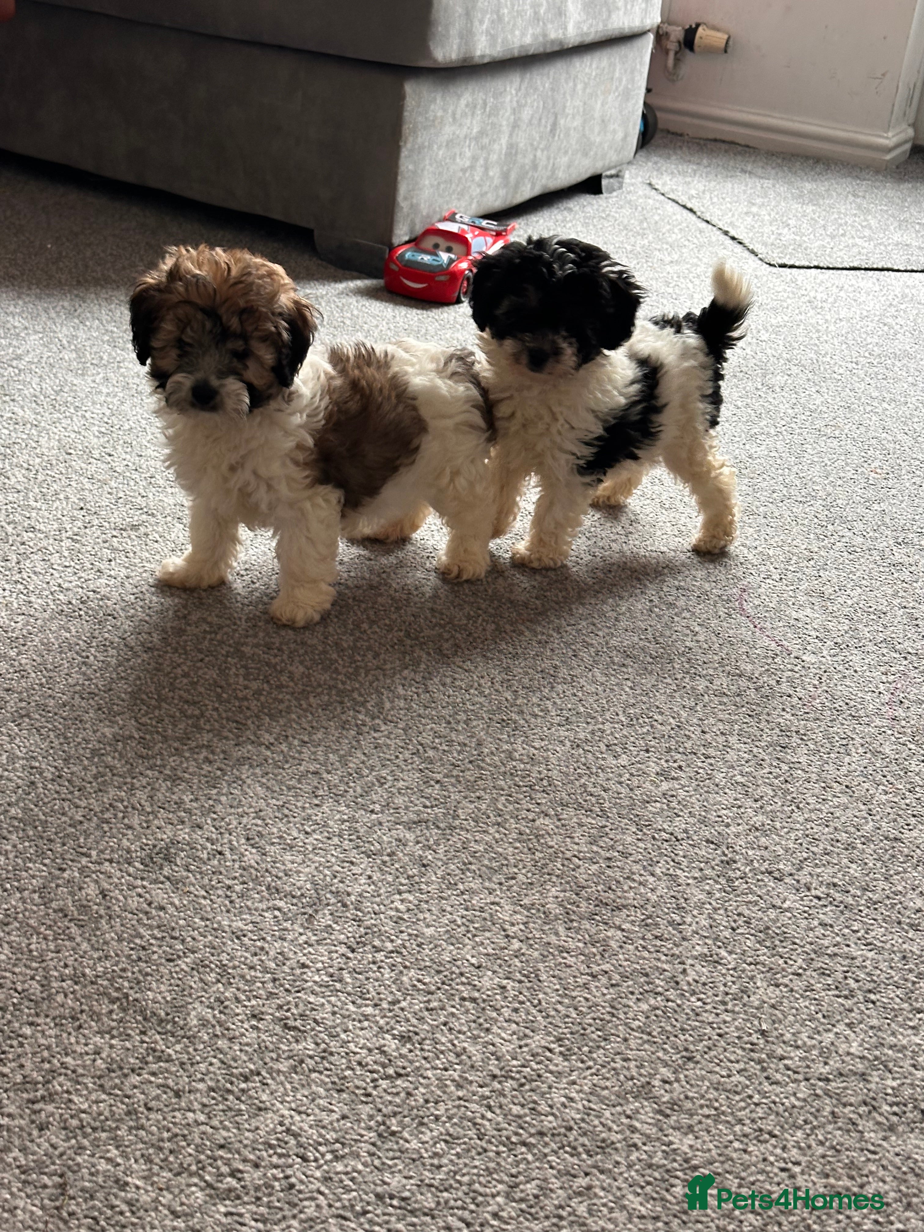 Cavapoo dogs Beautiful Rare F1b Cavapoos  - Advert 13