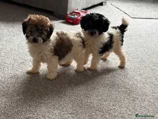 Cavapoo dogs Beautiful Rare F1b Cavapoos - Advert 13