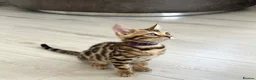 Bengal cats for sale: Stunning full pedigree registered bengal kittens  - Advert 34