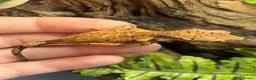Gecko reptiles for sale: Crested Gecko Babies | Dalmatian & Lily White  - Advert 3