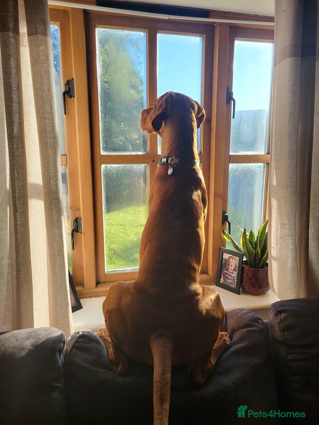 Hungarian Vizsla dogs for sale: Ralph - Image 4