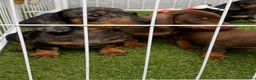 Miniature Dachshund dogs for sale: 6 beautiful miniature dachshund  in Wickford - Advert 20