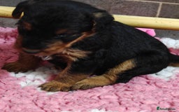Airedale Terrier dogs for sale: Superb Airedale Terrier puppies Champion parents - Image 10