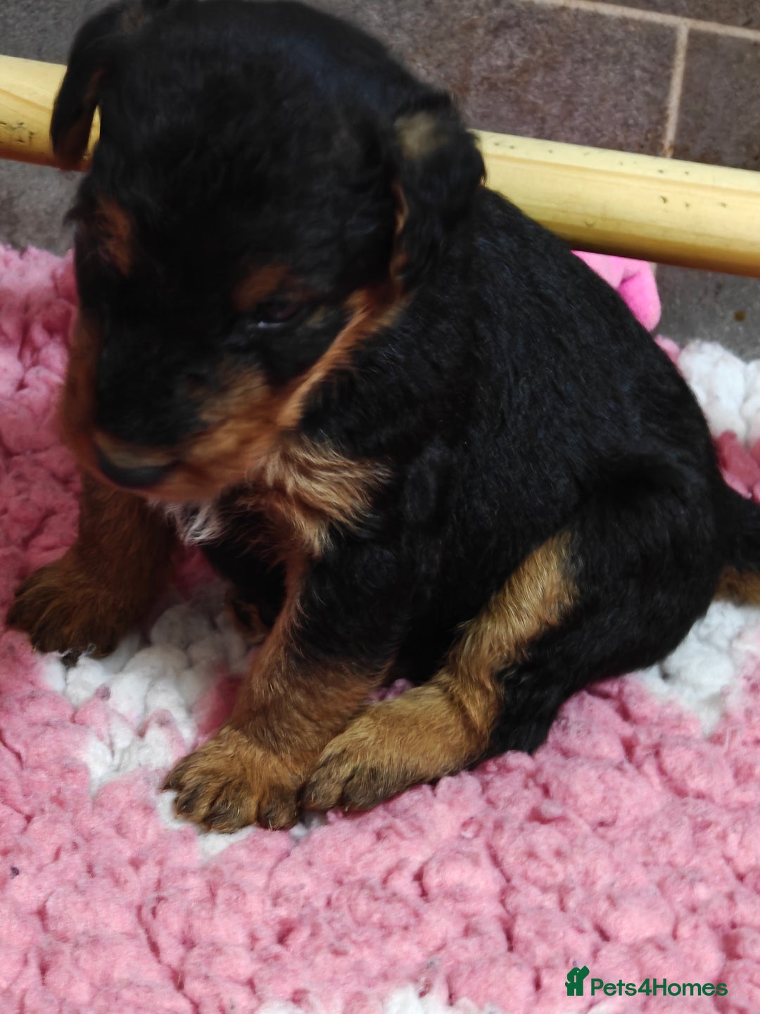 Airedale Terrier dogs for sale: Superb Airedale Terrier puppies Champion parents - Image 10