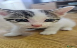 Domestic Shorthair cats for sale: 3 male kittens - Image 2