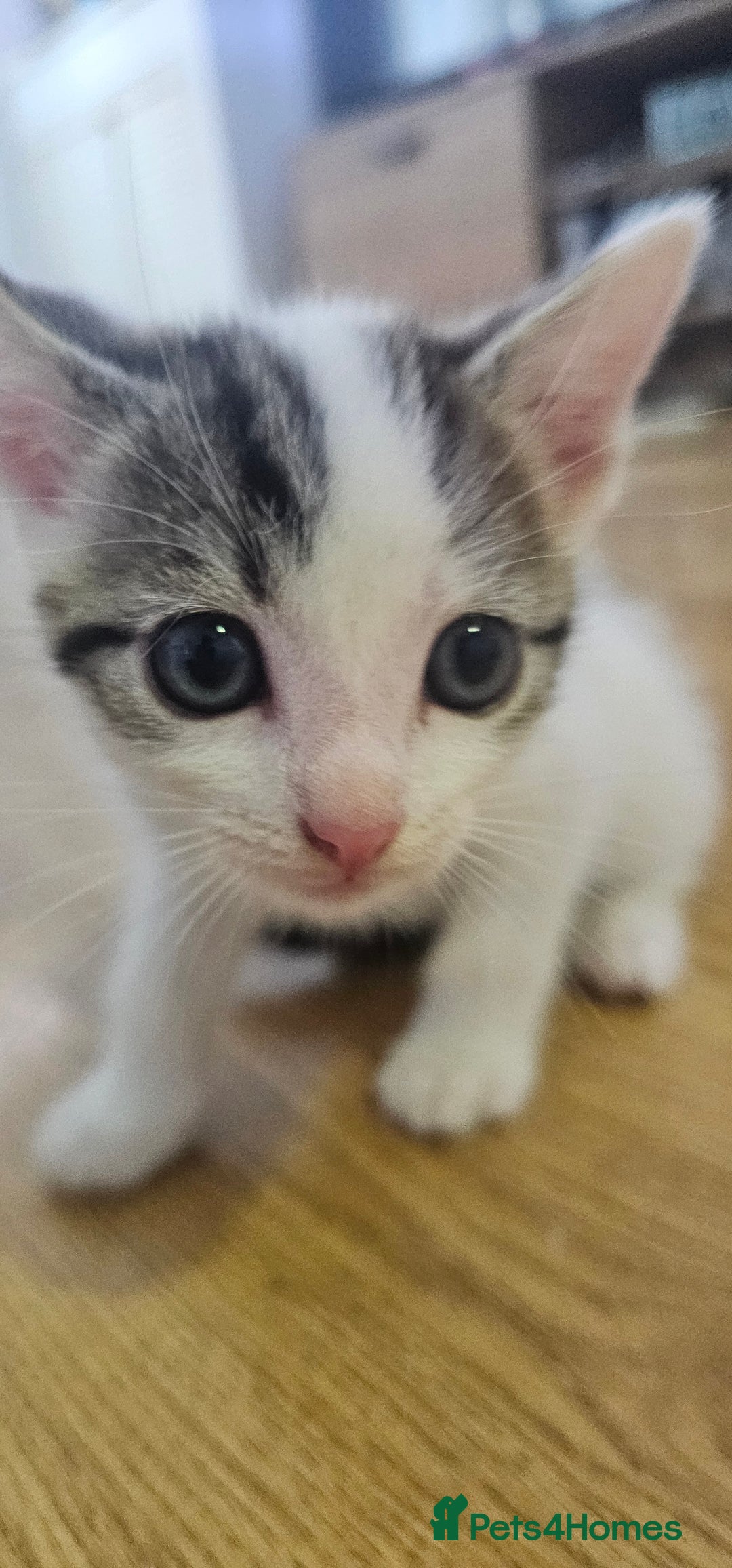 Domestic Shorthair cats for sale: 3 male kittens - Image 2