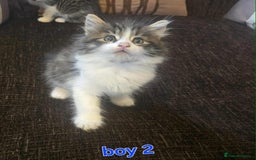 Maine Coon cats for sale: Adorable kittens mixed maine coon - Image 3
