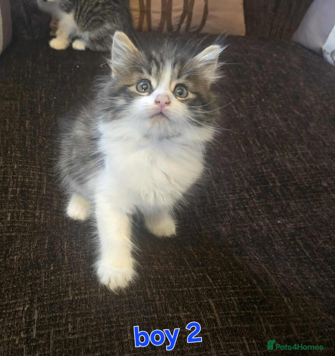 Maine Coon cats for sale: Adorable kittens mixed maine coon - Image 3
