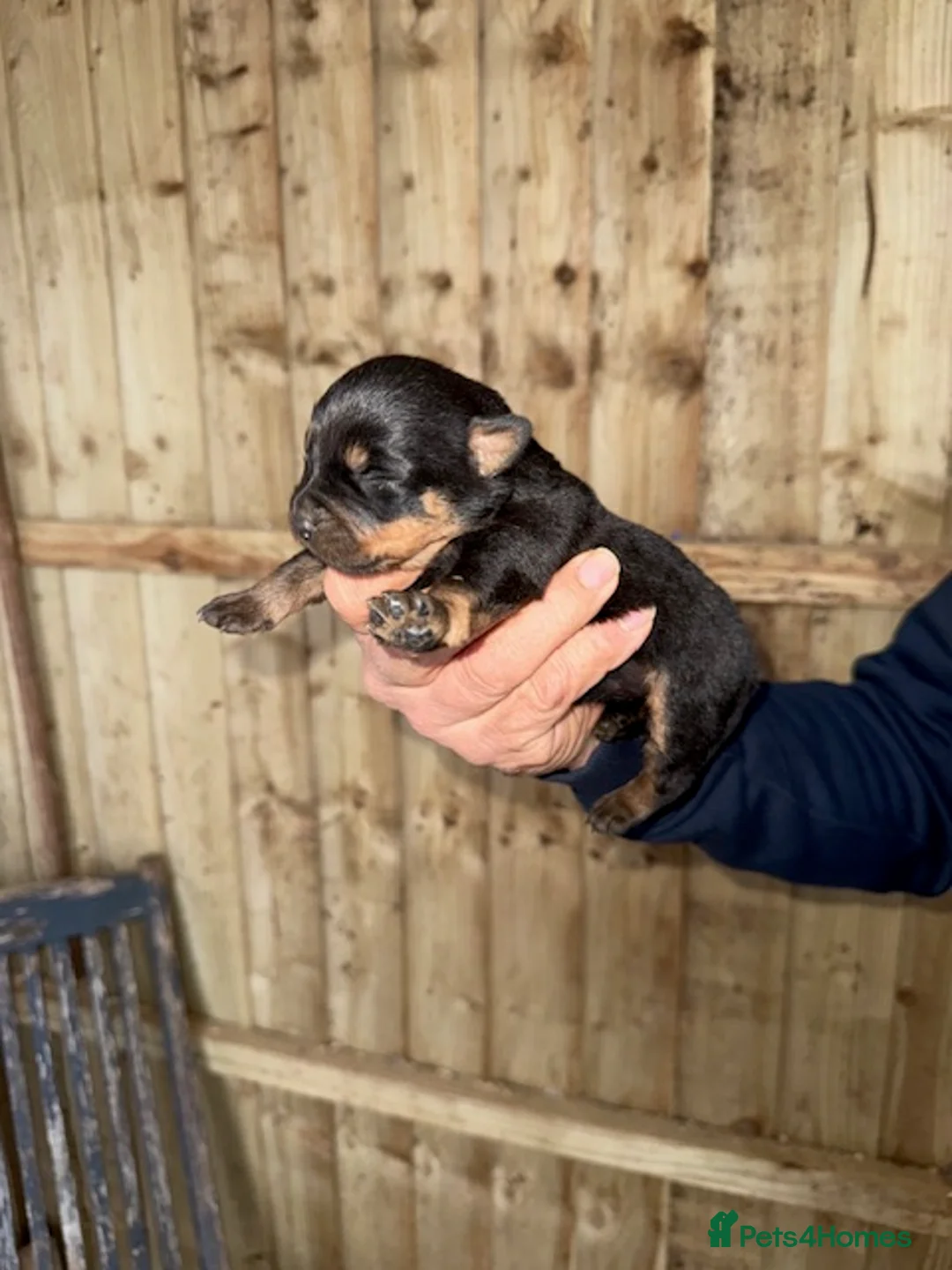 Rottweiler dogs for sale: Beautiful Rottweiler puppies in Radstock - Advert 4