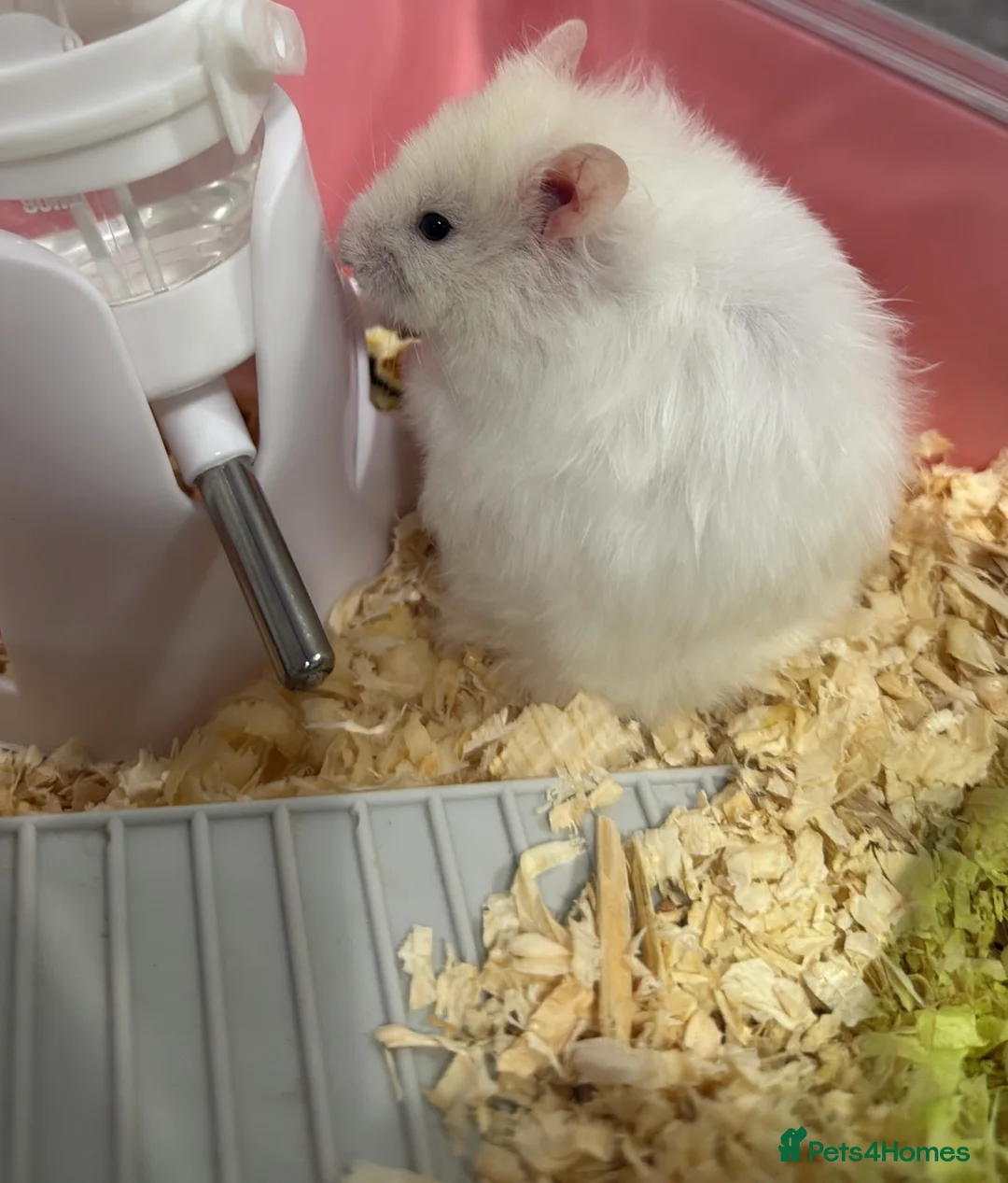 Hamster rodents for sale: syrian female hamster  - Advert 1