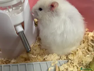 Hamster rodents syrian female hamster - Advert 1