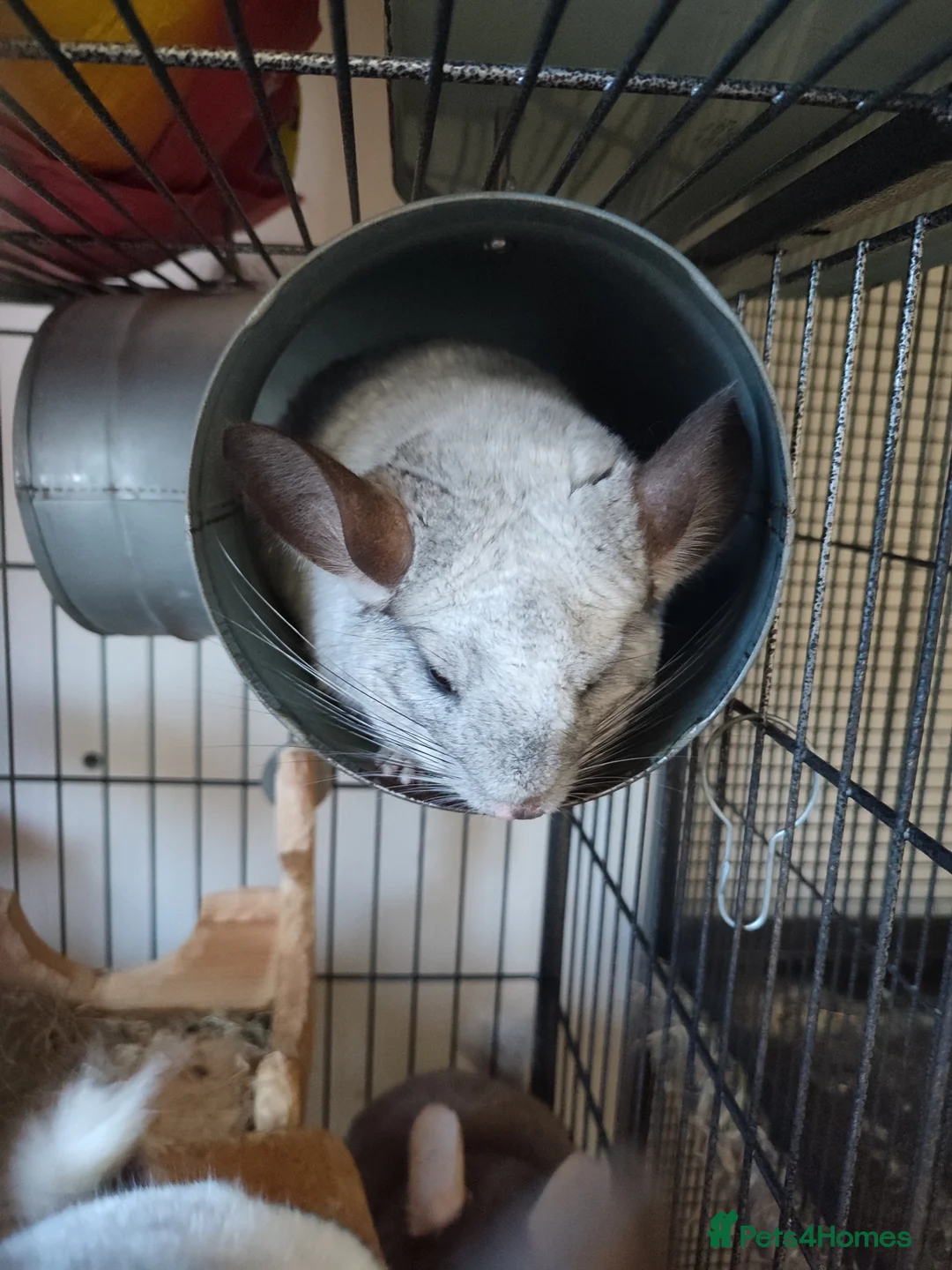 Chinchilla rodents for sale: Male chinchillas for sale  - Advert 2