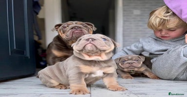 English Bulldog dogs - Advert 7