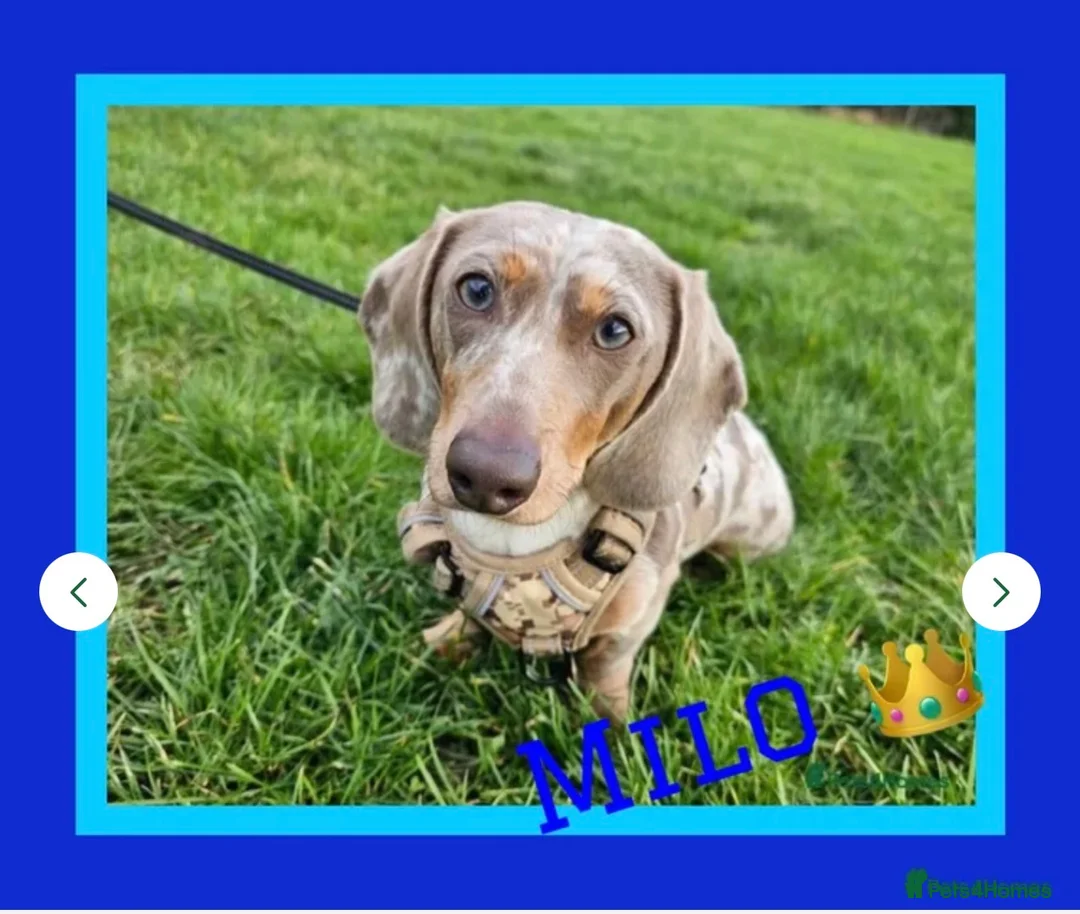 Miniature Dachshund dogs for sale: Dachshund Puppies Ready To Leave  - Advert 10