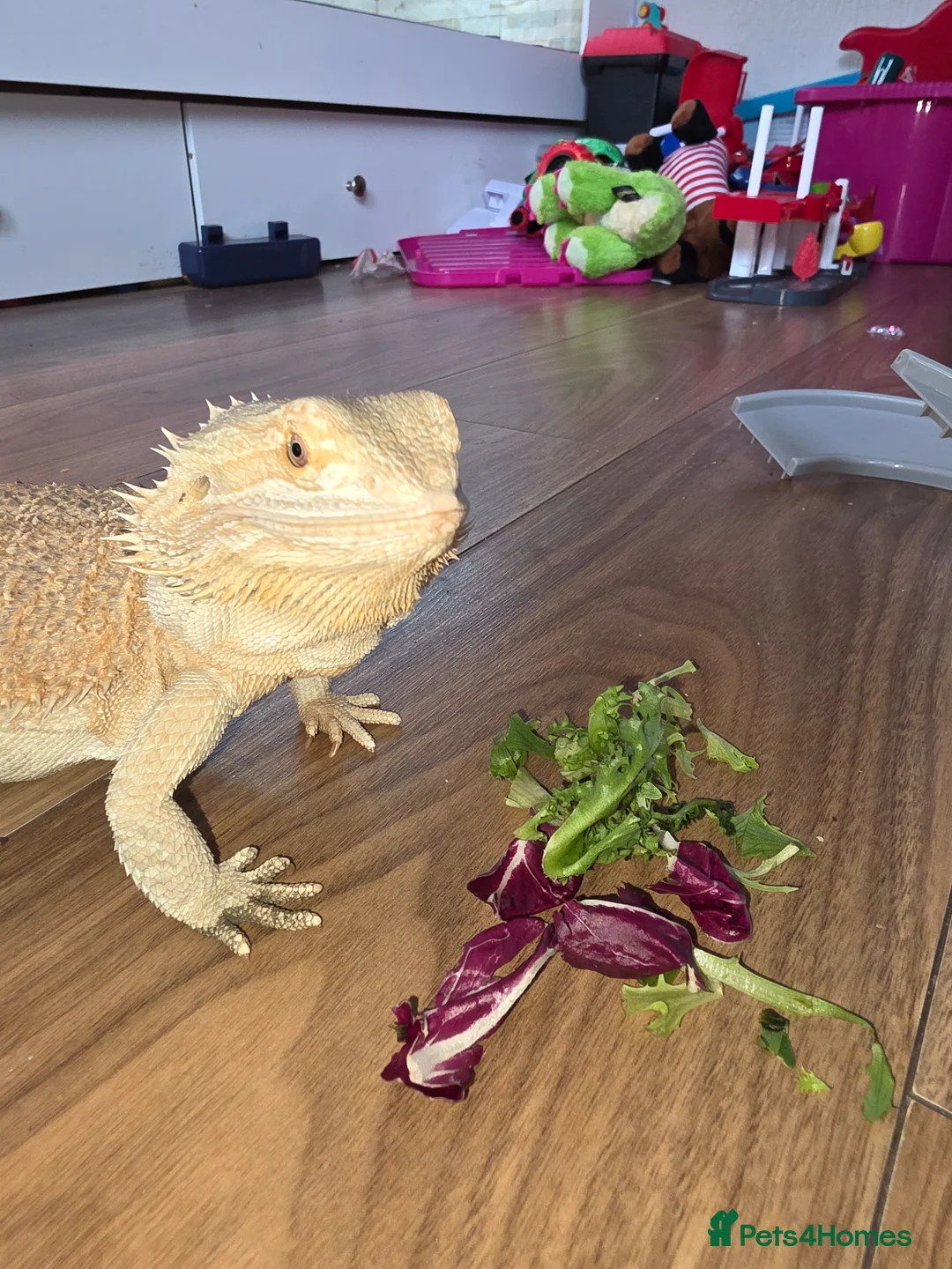 Bearded Dragon reptiles for sale: 2 bearded dragons for sale  in Johnstone - Advert 2