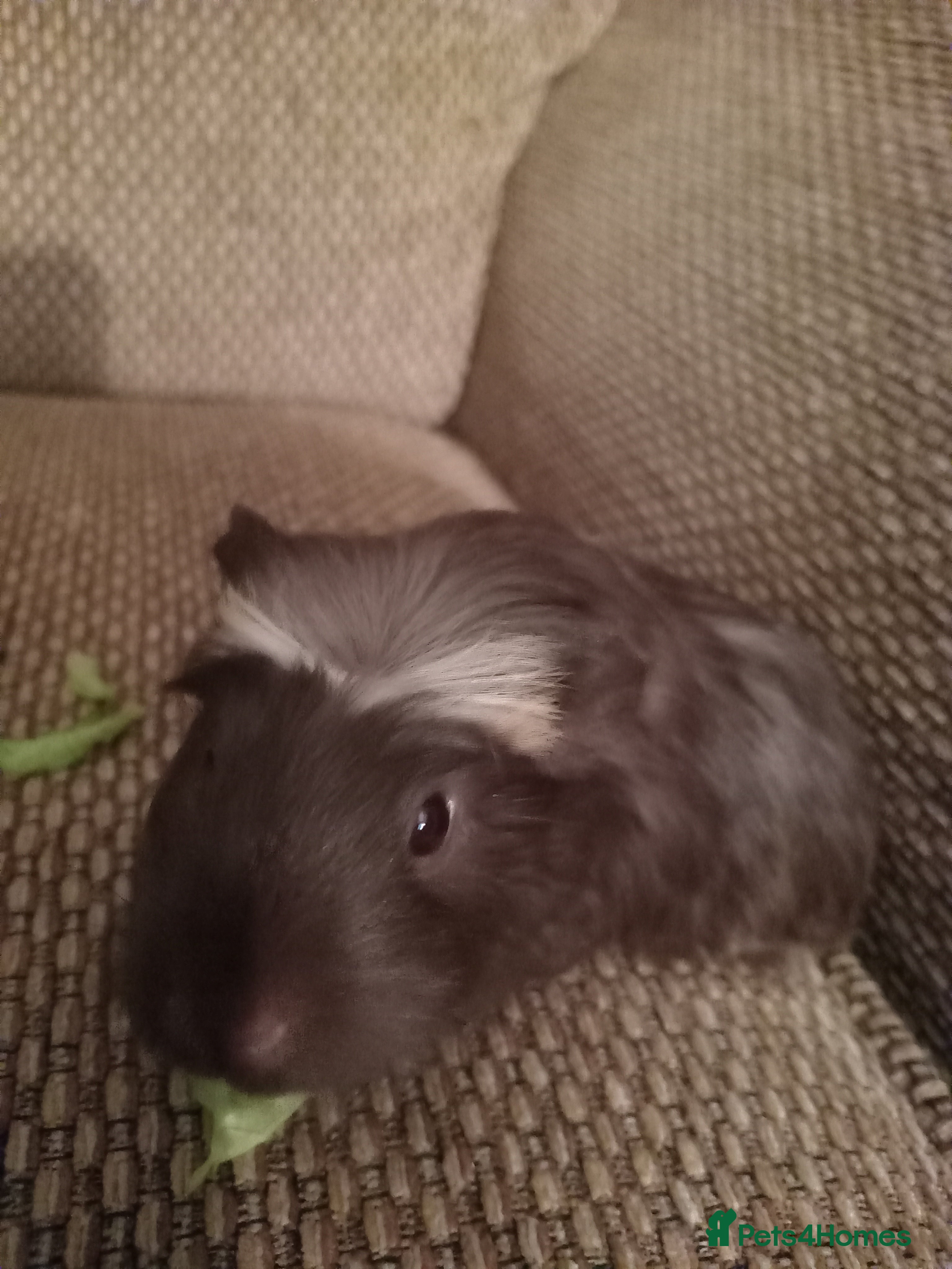 Guinea Pig rodents 1 girl left black with cream head - Advert 8