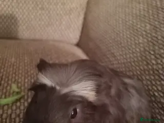 Guinea Pig rodents 1 girl left black with cream head - Advert 17