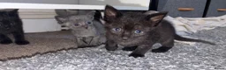 Mixed Breed cats for sale: 7 Kittens - Advert 4