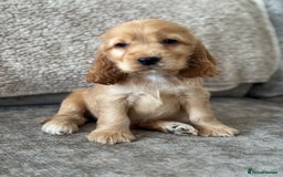 Cocker Spaniel dogs for sale: ALL GOLDEN 100% SHOW TYPE HEALTH TESTED PARENTS  - Image 7